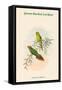 Psitteuteles Subplacens - Green-Backed Lorikeet-John Gould-Framed Stretched Canvas