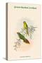 Psitteuteles Subplacens - Green-Backed Lorikeet-John Gould-Stretched Canvas