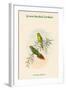 Psitteuteles Subplacens - Green-Backed Lorikeet-John Gould-Framed Art Print