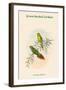 Psitteuteles Subplacens - Green-Backed Lorikeet-John Gould-Framed Art Print