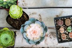 Pastel Cactus in the Pot Top View on the Wooden Table Backgrounds. Spring Flower Concept-psodaz-Photographic Print