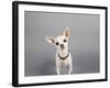 Psssst...-Susan Sabo-Framed Photographic Print