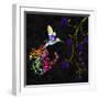 Psychedelic Twilight-Tina Lavoie-Framed Premium Giclee Print