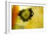 Psycho Swirl-Carrie Webster-Framed Photographic Print