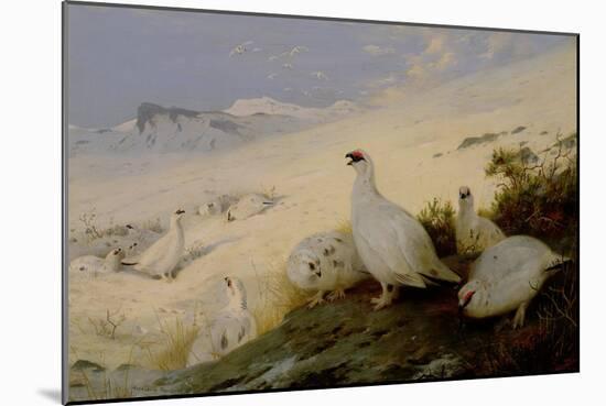 Ptarmigan, 1903-Archibald Thorburn-Mounted Giclee Print