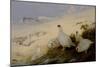 Ptarmigan, 1903-Archibald Thorburn-Mounted Giclee Print