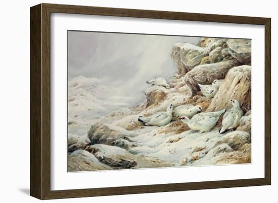 Ptarmigan in snow covered landscape-Carl Donner-Framed Giclee Print