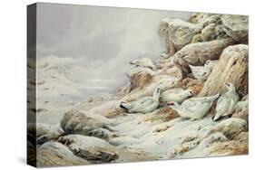 Ptarmigan in snow covered landscape-Carl Donner-Stretched Canvas