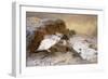 Ptarmigan in the Snow-Archibald Thorburn-Framed Giclee Print