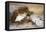 Ptarmigan in the Snow-Archibald Thorburn-Framed Stretched Canvas