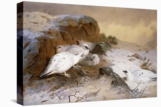 Ptarmigan in the Snow-Archibald Thorburn-Stretched Canvas