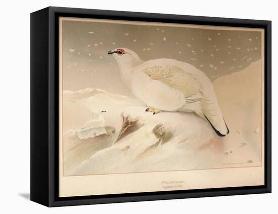 Ptarmigan (Lagopus mutus), 1900, (1900)-Charles Whymper-Framed Stretched Canvas