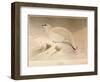 Ptarmigan (Lagopus mutus), 1900, (1900)-Charles Whymper-Framed Giclee Print