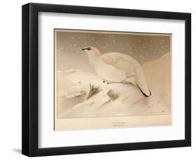 Ptarmigan (Lagopus mutus), 1900, (1900)-Charles Whymper-Framed Giclee Print