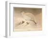 Ptarmigan (Lagopus mutus), 1900, (1900)-Charles Whymper-Framed Giclee Print