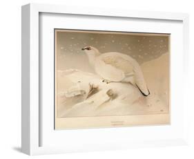 Ptarmigan (Lagopus mutus), 1900, (1900)-Charles Whymper-Framed Giclee Print