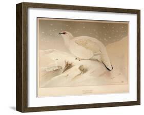 Ptarmigan (Lagopus mutus), 1900, (1900)-Charles Whymper-Framed Giclee Print