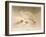 Ptarmigan (Lagopus mutus), 1900, (1900)-Charles Whymper-Framed Giclee Print