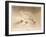 Ptarmigan (Lagopus mutus), 1900, (1900)-Charles Whymper-Framed Giclee Print