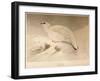 Ptarmigan (Lagopus mutus), 1900, (1900)-Charles Whymper-Framed Giclee Print