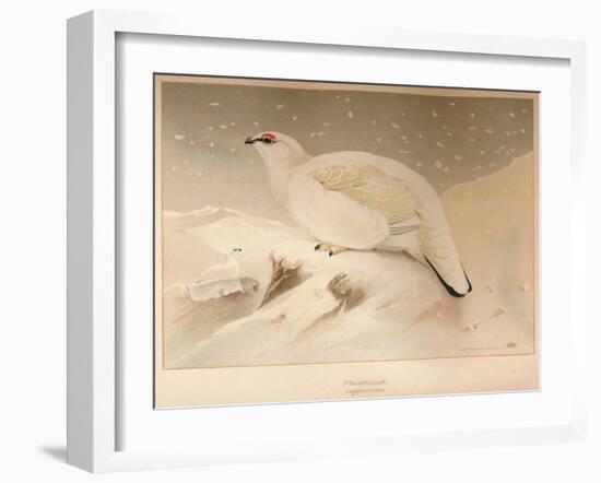 Ptarmigan (Lagopus mutus), 1900, (1900)-Charles Whymper-Framed Giclee Print