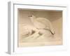 Ptarmigan (Lagopus mutus), 1900, (1900)-Charles Whymper-Framed Giclee Print