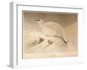 Ptarmigan (Lagopus mutus), 1900, (1900)-Charles Whymper-Framed Giclee Print