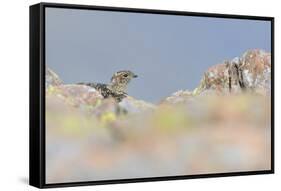 Ptarmigan (Lagopus Mutus) Hen in Summer Plumage Behind Rocks. Cairngorms National Park, Scotland-Fergus Gill-Framed Stretched Canvas