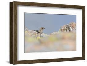 Ptarmigan (Lagopus Mutus) Hen in Summer Plumage Behind Rocks. Cairngorms National Park, Scotland-Fergus Gill-Framed Photographic Print