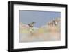 Ptarmigan (Lagopus Mutus) Hen in Summer Plumage Behind Rocks. Cairngorms National Park, Scotland-Fergus Gill-Framed Photographic Print