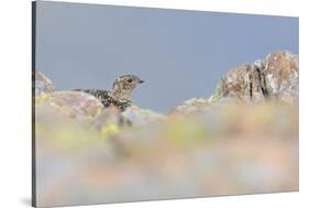 Ptarmigan (Lagopus Mutus) Hen in Summer Plumage Behind Rocks. Cairngorms National Park, Scotland-Fergus Gill-Stretched Canvas