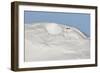 Ptarmigan male resting in hollow in snow. Utsjoki, Finland-Markus Varesvuo-Framed Photographic Print