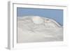 Ptarmigan male resting in hollow in snow. Utsjoki, Finland-Markus Varesvuo-Framed Photographic Print