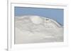 Ptarmigan male resting in hollow in snow. Utsjoki, Finland-Markus Varesvuo-Framed Photographic Print