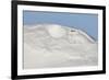 Ptarmigan male resting in hollow in snow. Utsjoki, Finland-Markus Varesvuo-Framed Photographic Print