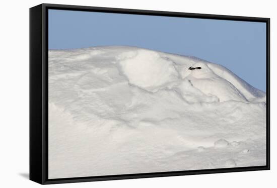 Ptarmigan male resting in hollow in snow. Utsjoki, Finland-Markus Varesvuo-Framed Stretched Canvas