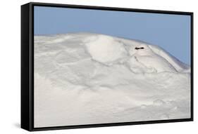 Ptarmigan male resting in hollow in snow. Utsjoki, Finland-Markus Varesvuo-Framed Stretched Canvas