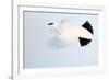 Ptarmigan winter plumage, in flight, Finland-Markus Varesvuo-Framed Photographic Print