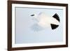 Ptarmigan winter plumage, in flight, Finland-Markus Varesvuo-Framed Photographic Print