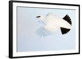 Ptarmigan winter plumage, in flight, Finland-Markus Varesvuo-Framed Photographic Print