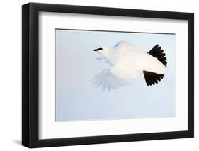 Ptarmigan winter plumage, in flight, Finland-Markus Varesvuo-Framed Photographic Print