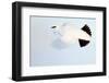 Ptarmigan winter plumage, in flight, Finland-Markus Varesvuo-Framed Photographic Print