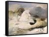 Ptarmigan-Edwin Henry Landseer-Framed Stretched Canvas