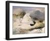 Ptarmigan-Edwin Henry Landseer-Framed Giclee Print