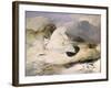 Ptarmigan-Edwin Henry Landseer-Framed Giclee Print