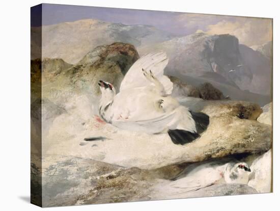 Ptarmigan-Edwin Henry Landseer-Stretched Canvas