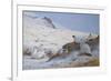 Ptarmigan-Archibald Thorburn-Framed Giclee Print