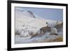 Ptarmigan-Archibald Thorburn-Framed Giclee Print