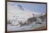 Ptarmigan-Archibald Thorburn-Framed Giclee Print