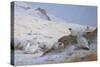 Ptarmigan-Archibald Thorburn-Stretched Canvas